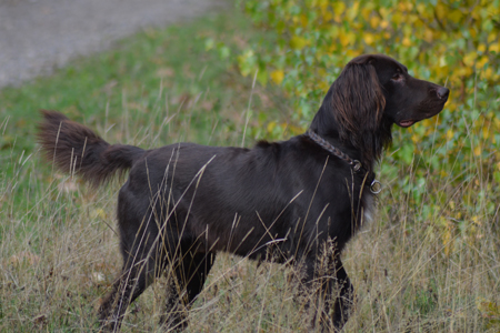 Indy vom Holdergrund