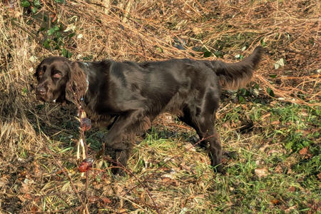 z deckruede platzhalter 400