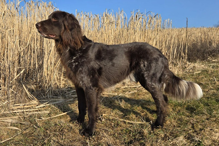 z deckruede platzhalter 400