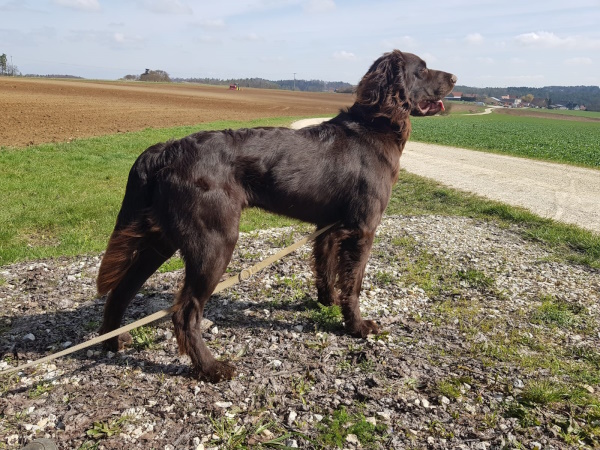 z deckruede platzhalter 400